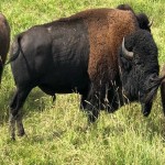 Bison – Onaway, AB – Unreserved Public Auction