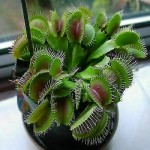 Wanted: Venus flytrap