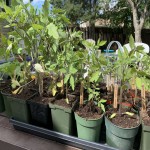Heirloom tomato and cucumber plants for sale - $ in description