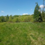 3 contiguous parcels perfect for a homestead. FINANCE AVAILABLE